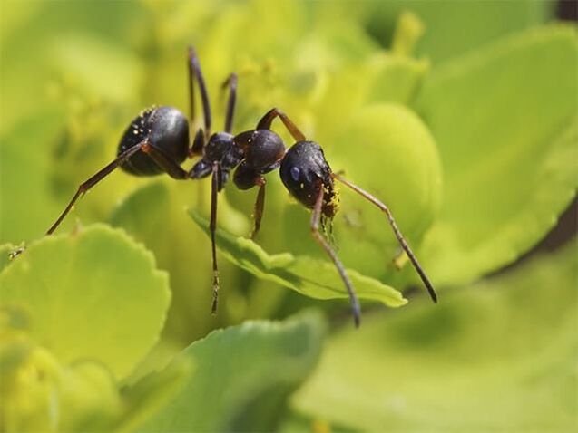 formiche contro la prostatite