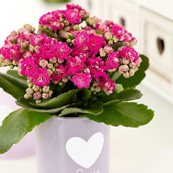Kalanchoe per il trattamento della prostatite