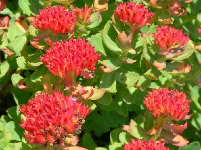 Rhodiola rosea per il trattamento della prostatite