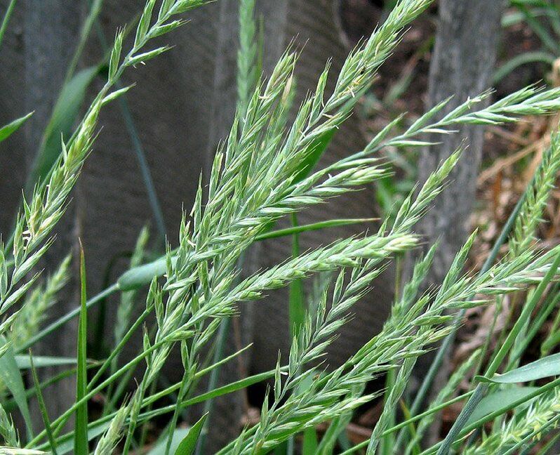 erba di grano per il trattamento della prostatite